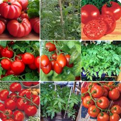 Tomato plants from$1-$3 each plant. Beef hybrid, big boy, Cherry Better Boy Roma and the 4th of July