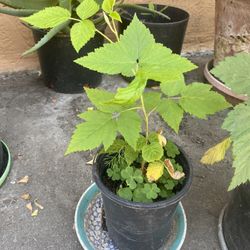 Raspberry Plant
