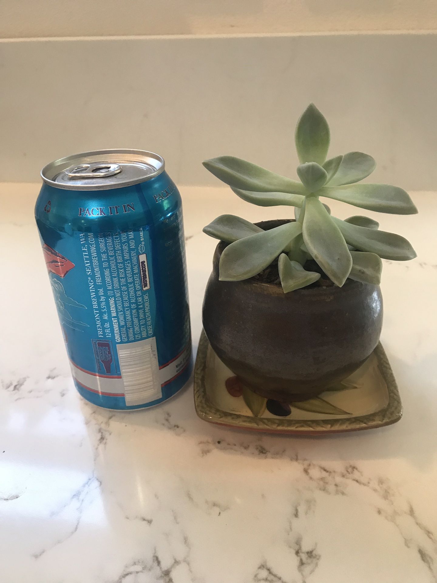 Single succulent plant and pot