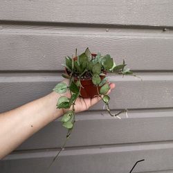 4” hoya krohniana #6
