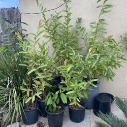 guava plants