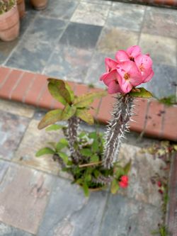 Crown Of Thorns Pink & Red