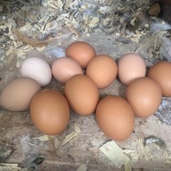 Fresh Eggs From Happy Hens!