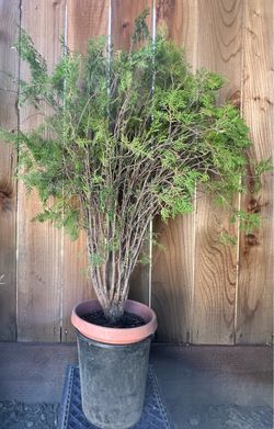 Plant Tree