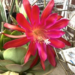 Epiphyllum Orchid Cactus Succulent
