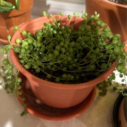 String Of Pearls 6”