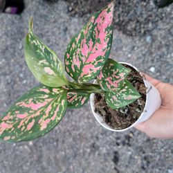Pink Chinese Evergreen Plant  4" Pot