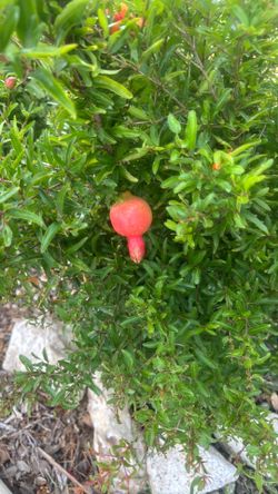 Dwarf Pomegranates