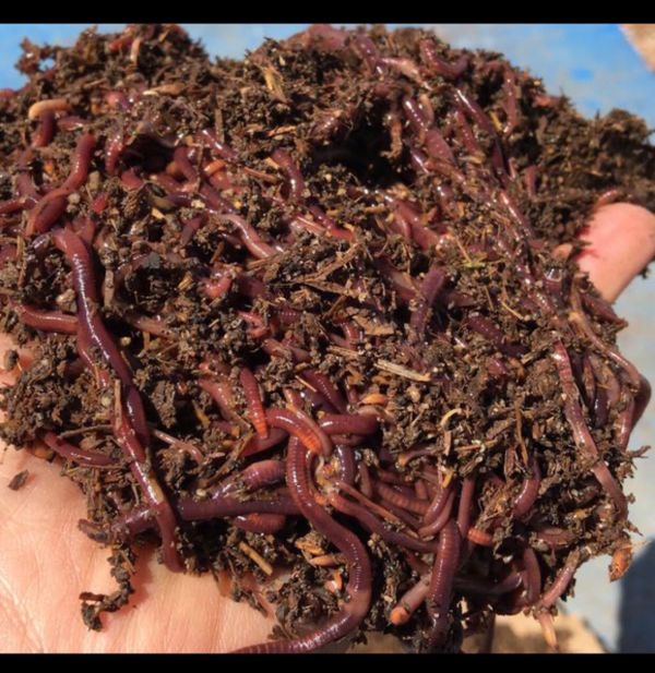 Red Wiggler Composting Worms for Sale in Irvine, CA OfferUp