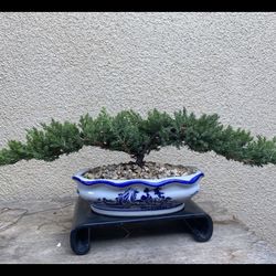 Bonsai Plants $65 Each Many To Choose From