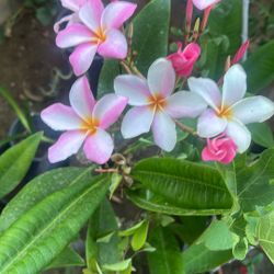 Plomera Flower