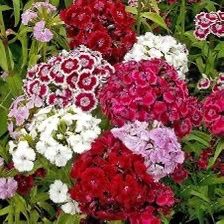 Mixed Colors Beautiful Sweet Williams. Perennial. Attracts butterflies. Returns