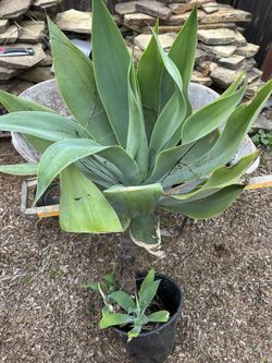 Large Rooted Agave Attenuata