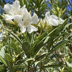 Oleander- Bushes & Trees