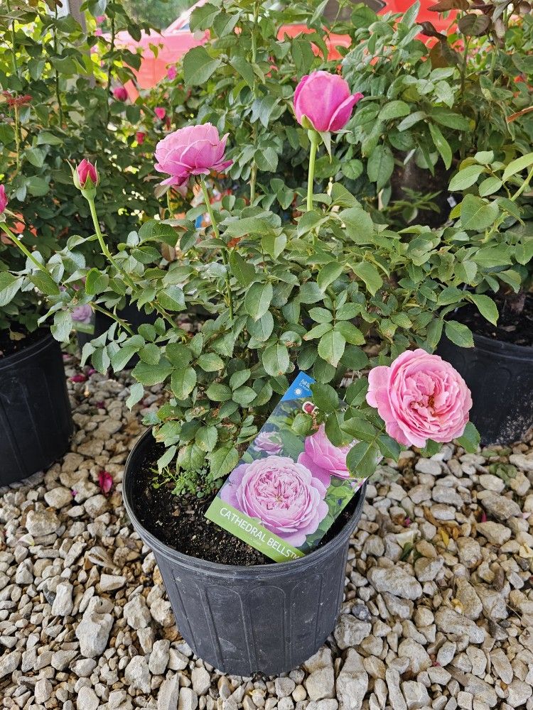 CATHEDRAL BELLS ROSE PLANTS ARRIVE, BEAUTIFUL AND HEALTHY. $23 EACH