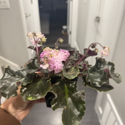 African Violet Curley Blooming Plant In Pot Rare Pink