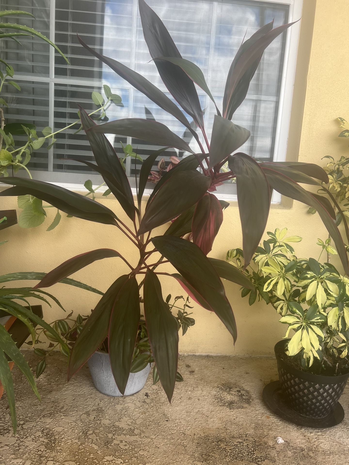 Large Palm Plant