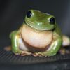 littlegreenfrog93