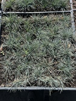 Blue Fescue Grass