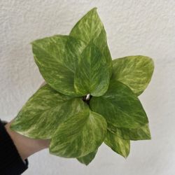 Neon Queen Pothos Plant Cuttings