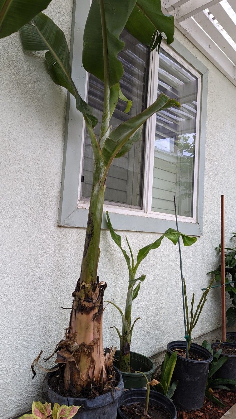 Señorita Banana Trees