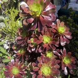 Large Purple Succulent Starter See pictures