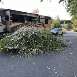 25x10 Ft Pile Of Branches - Will Pay To Remove. 