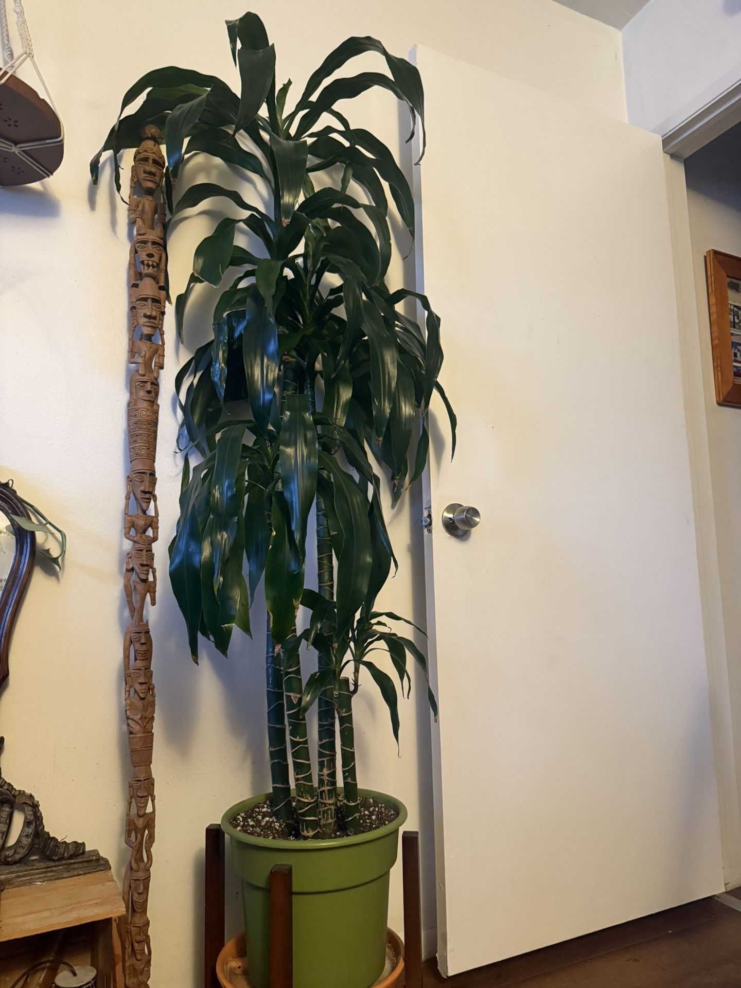 5' Dracaena Lisa Cane Palm Plant - www.disolcolor.com