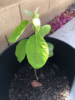Avocado Tree With 14 inch self watering planter