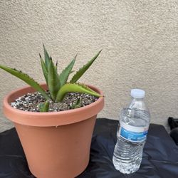 Agave Plant/Maguey
