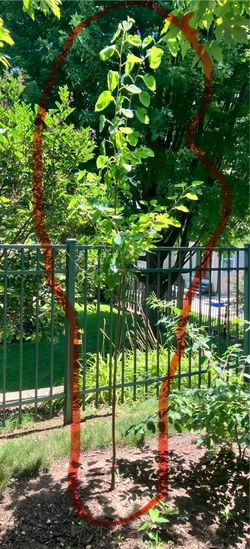 Free tree…..to a good home