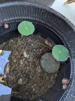 Lotus flower seedlings