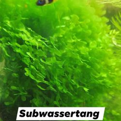 Aquarium PLANTS & NEO