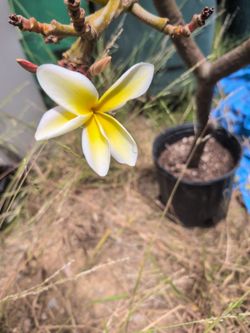 Plumeria Plant One Gallon 8 Tips