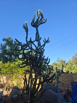 FREE extra large cactus 🌵  you dig up