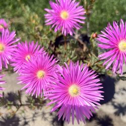 Ice Plant  