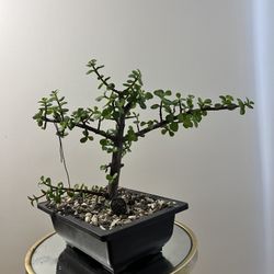 Dwarf Jade Pre Bonsai