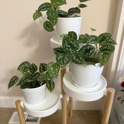 Live Healthy Silvery Ann Scindapsus Pothos Plants In 6” Pot 