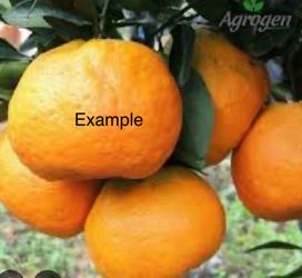 Tangerine tree