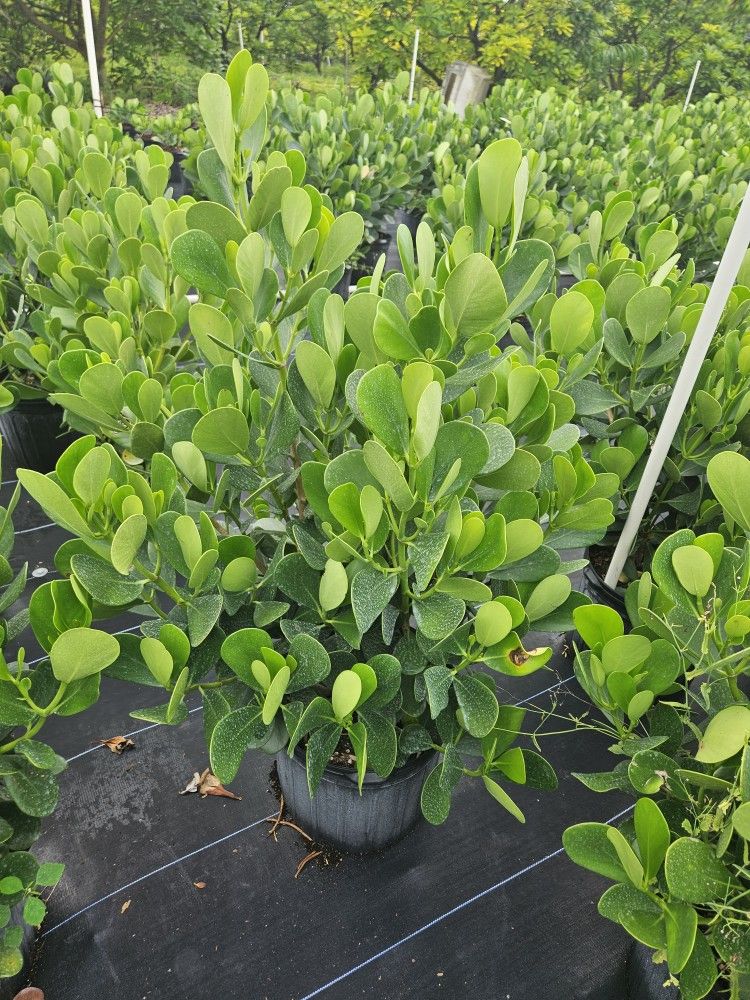 huge clusias over 3 feet tall Instant Privacy Hedge For Fence Green Full