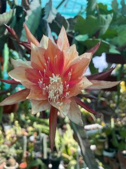 Orchid Cactus Orange (france)