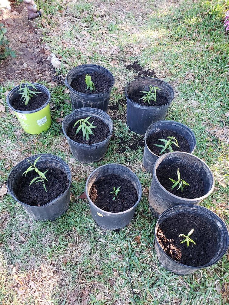 Parker County Peach Trees!