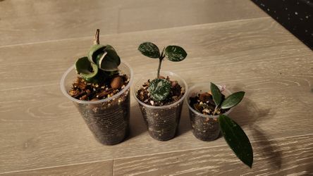 Hoya Bundle