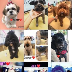 Dog Grooming services