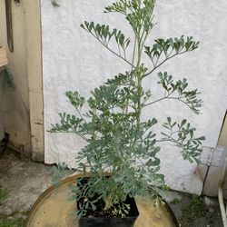 Outdoor ruda