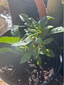 Asian basil