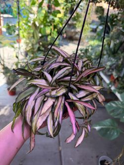 6” hoya wayettii variegated