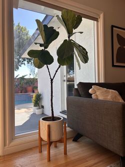Fiddle Leaf Fig