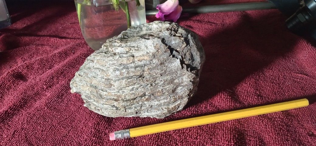 Woolly Mammoth Tooth