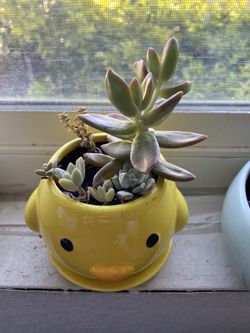 🎉Happy Succulent🎊